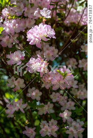 春に咲く桜とツツジが一度に咲く珍しい春の風景 76473837