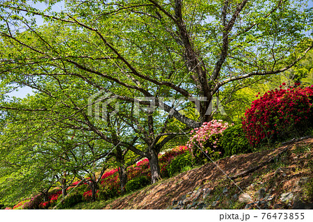 春に咲く桜とツツジが一度に咲く珍しい春の風景 春に咲く桜とツツジが一度に咲く珍しい春の風景 76473855