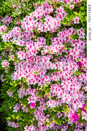 春に咲く桜とツツジが一度に咲く珍しい春の風景 76473868