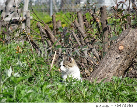 藪の中の野良猫 76473968