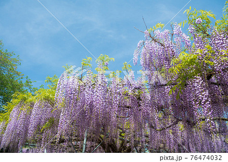 玉名に咲く藤の名所山田の藤の風景 玉名に咲く藤の名所山田の藤の風景 76474032