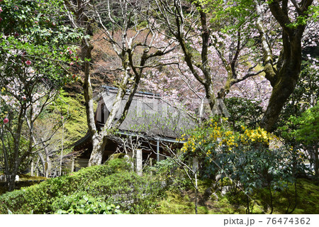 春の寂光院 本堂 京都市大原 春の寂光院 本堂 京都市大原 76474362