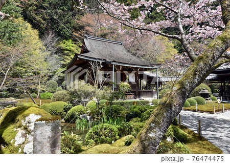 春の寂光院　本堂　京都市大原 76474475