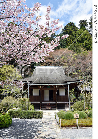 春の寂光院　本堂　京都市大原 76474553