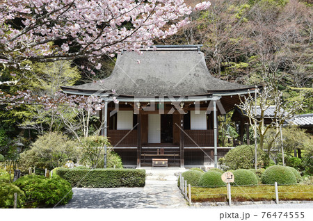 春の寂光院　本堂　京都市大原 76474555