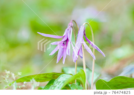 カタクリの花二輪 76474825