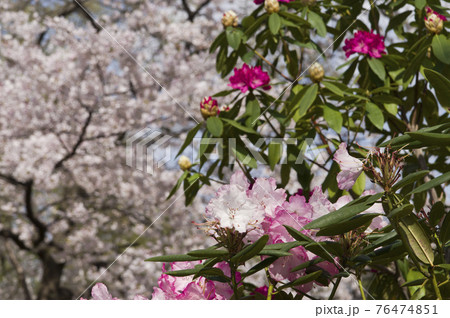 桜を背景にシャクナゲの花が咲いています。 桜を背景にシャクナゲの花が咲いています。 76474851