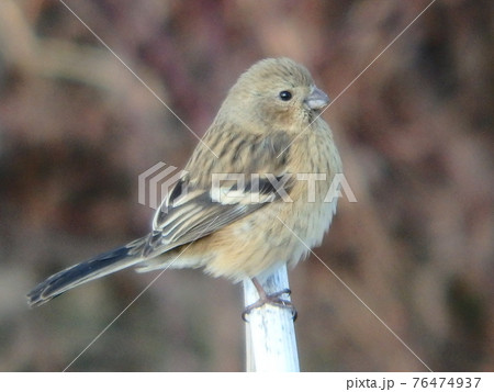 梅田川にある小枝に止まっていたベニマシコ 76474937