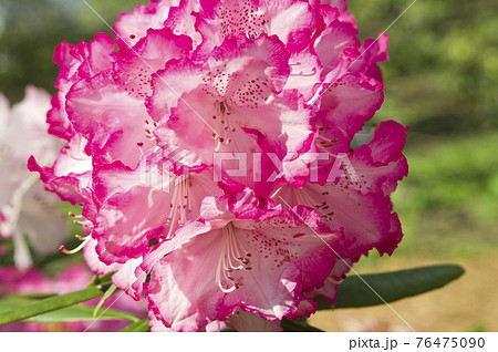 石楠花園にシャクナゲの花が満開です このシャクナゲの名前はアナ クルシュケです の写真素材