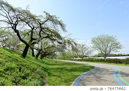 新緑の桜とサイクリングロード 76475662