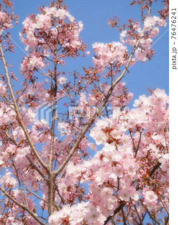 桜咲く　～春の訪れ　ソフトフォーカス版 76476241