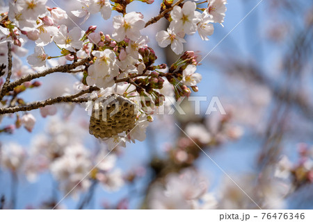 桜の花とハチの巣 76476346