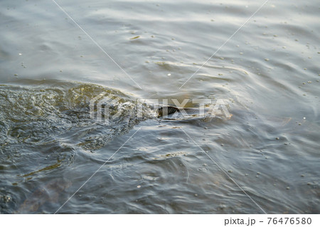 鯉 淡水魚 屋外 76476580