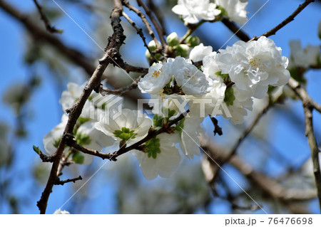 花桃 純白の花アップ 76476698