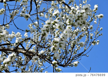 花桃 純白の花アップ 76476699