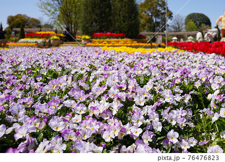 あしかがフラワーパークの春の花 76476823