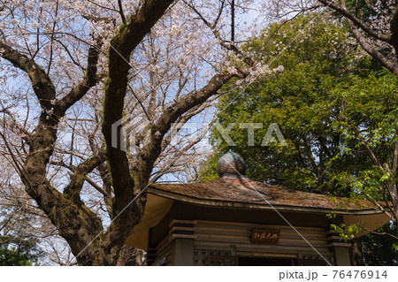 神奈川　秦野　弘法山公園の桜 76476914