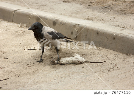 Grey crow holds a dead rat with its paw. Corvus corone cornix and Rattus norvegicus 76477110