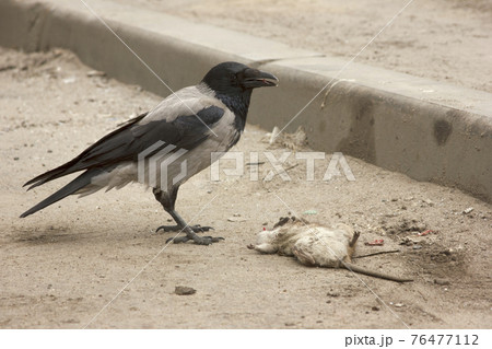 Gray crow pecks a dead gray rat. Corvus corone cornix and Rattus norvegicus 76477112