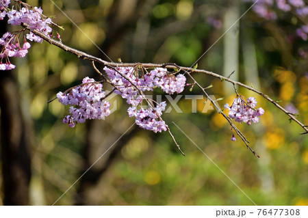 寒緋桜 ピンクの花アップ 寒緋桜 ピンクの花アップ 76477308