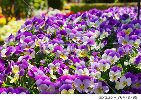 あしかがフラワーパークの春の花 76478799