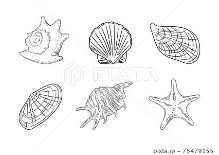 Seashells set with starfish, scallop, oyster and other barnacles. Shells isolated in white background. Vector illustration Seashells set with starfish, scallop, oyster and other barnacles. Shells isolated in white background. Vector illustration 76479155