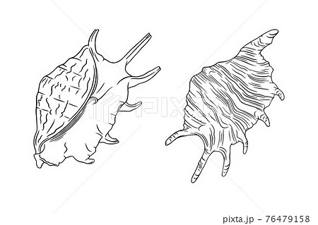 Conch seashell sketches. Tropical reef shell isolated in white background. Vector illustration Conch seashell sketches. Tropical reef shell isolated in white background. Vector illustration 76479158