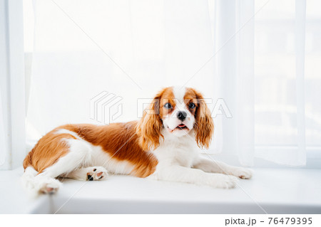 Cavalier King Charles Spaniel - a breed of companion dogs on the windowsill. Cavalier King Charles Spaniel - a breed of companion dogs on the windowsill. 76479395