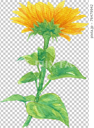 透明水彩で描いた葉っぱ付きの向日葵6(側面) 透明水彩で描いた葉っぱ付きの向日葵6(側面) 76479942