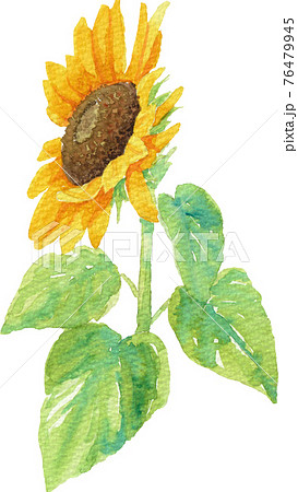 透明水彩で描いた葉っぱ付きの向日葵2 斜め のイラスト素材