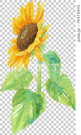 透明水彩で描いた葉っぱ付きの向日葵2 斜め のイラスト素材