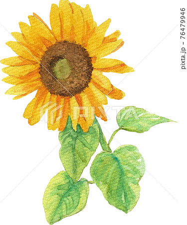 透明水彩で描いた葉っぱ付きの向日葵1 正面 のイラスト素材