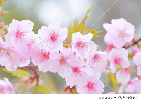 ピンク色の桜(河津桜) ピンク色の桜(河津桜) 76479997