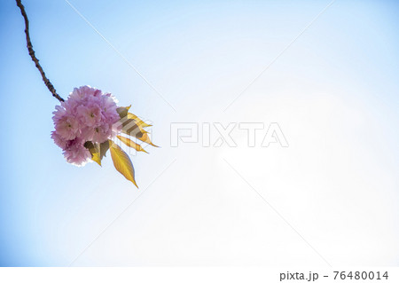 青空に八重桜 76480014