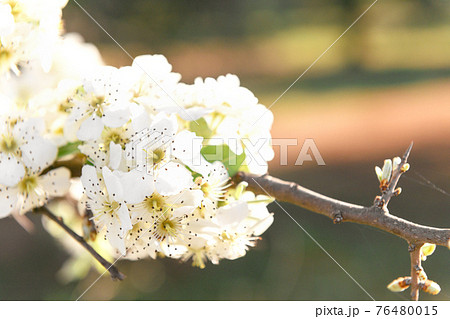 Wild blossoming pear on a branch closeup, spring time 76480015