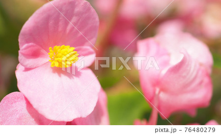 Begonia flowers and blue sky in Hokkaido Furano province of Japan. Flowers and sunny day in August which is summer season of Japan. low angle view. close up shot. Begonia in Hokkaido. 76480279