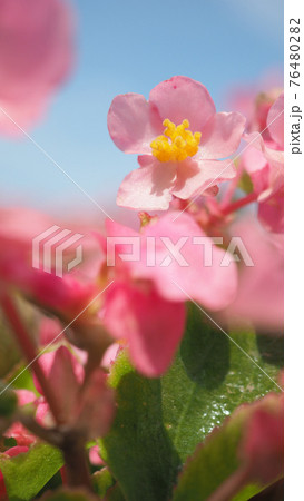 Begonia flowers and blue sky in Hokkaido Furano province of Japan. Flowers and sunny day in August which is summer season of Japan. low angle view. close up shot. Begonia in Hokkaido. 76480282