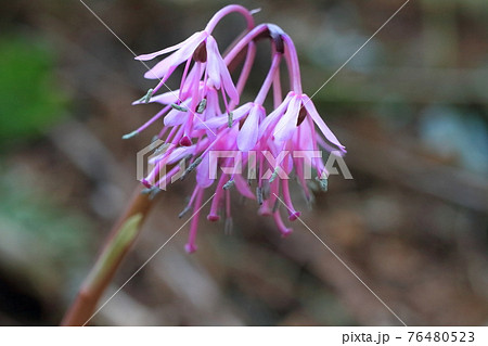 ショウジョウバカマ 76480523