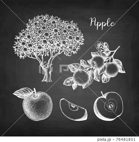 Apple chalk sketch set. 76481831