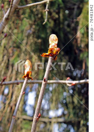 Springtime beginning in March at surroundings of Zagreb, Croatia 76481842
