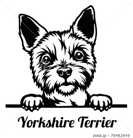 Yorkshire Terrier Peeking Dog - head isolated on white Yorkshire Terrier Peeking Dog - head isolated on white 76482649