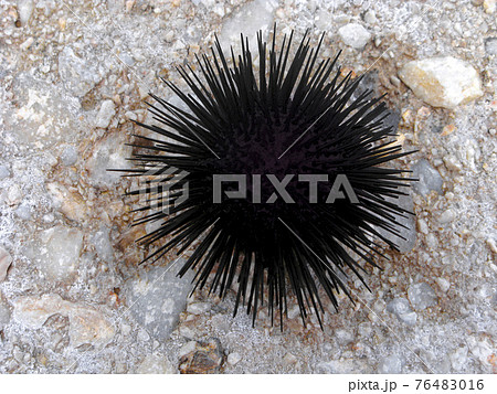 Black sea urchin, echinoderm, close up 76483016
