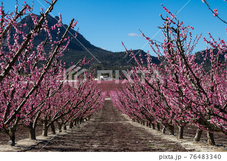 Peach blossom in Cieza, Mirador El Horno in the Murcia region in Spain 76483340