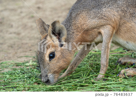 Patagonian mara, Dolichotis patagonum, eats grass 76483637