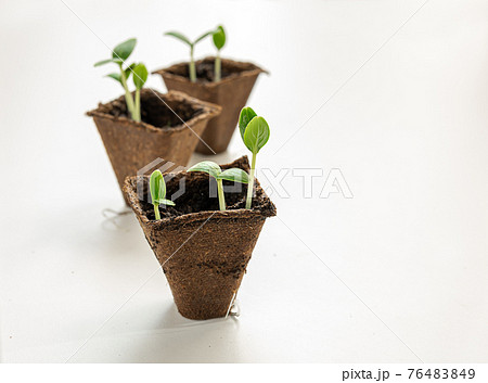 Three peat pots with seedlings Three peat pots with seedlings 76483849