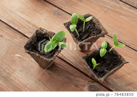 Organic pots with cucumbers seedlings Organic pots with cucumbers seedlings 76483850