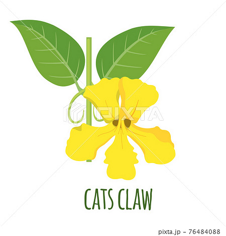 Cats claw plant icon in flat style isolated on white background. Cats claw plant icon in flat style isolated on white background. 76484088