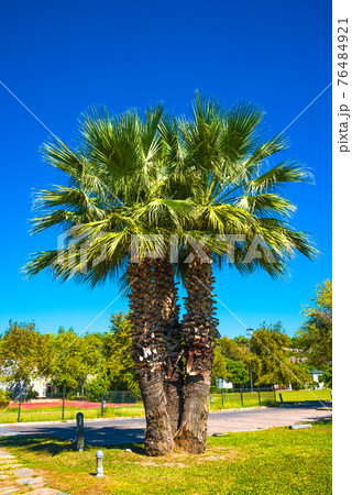 Beautiful date palm tree in front of blue sky with edible sweet fruits Beautiful date palm tree in front of blue sky with edible sweet fruits 76484921