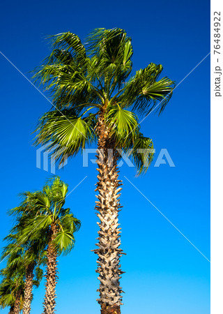 Beautiful date palm tree in front of blue sky with edible sweet fruits Beautiful date palm tree in front of blue sky with edible sweet fruits 76484922