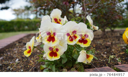 春に公園で咲く花 春に公園で咲く花 76484957